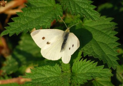 Cabbage White