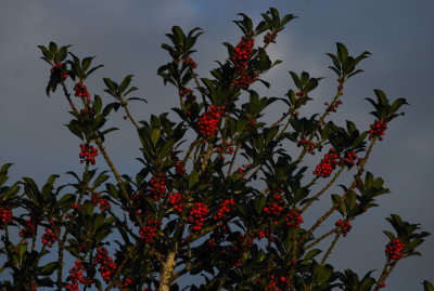 Red Holly