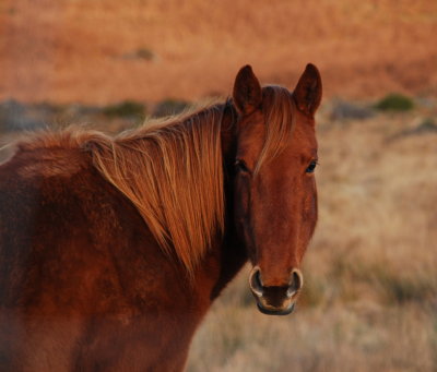 Mountain Horse