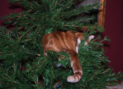 Tree climbing cat