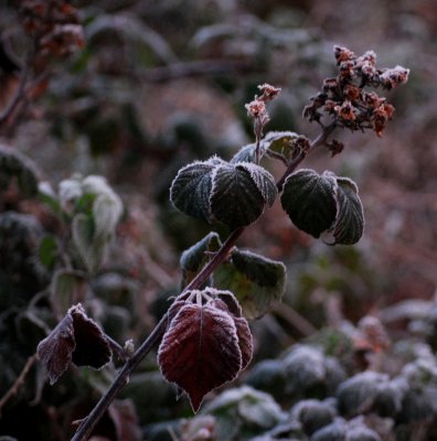 A touch of Frost