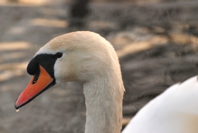 Swan