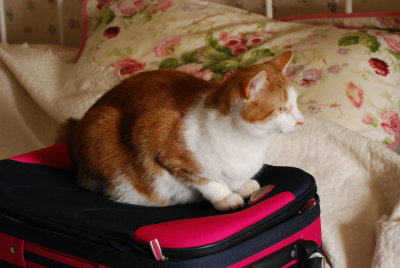 Sorry Toffee,  you can't come with us