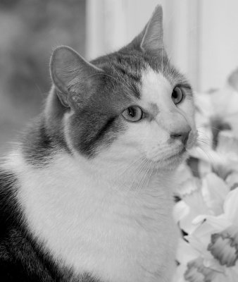 B&W Toffee