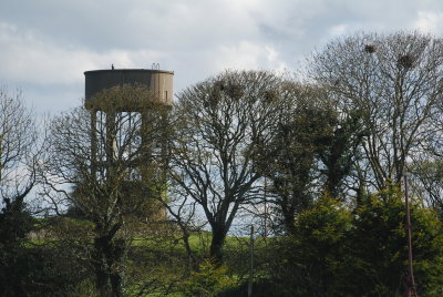 Water tower and rookery, Annagassan