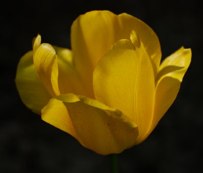Sunlit tulip