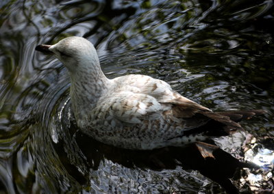 Making ripples