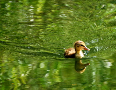 Duckling on the double