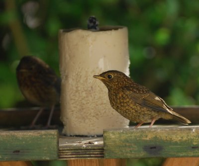 Two young robins