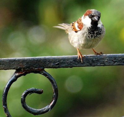 The Sparrow on the Gate