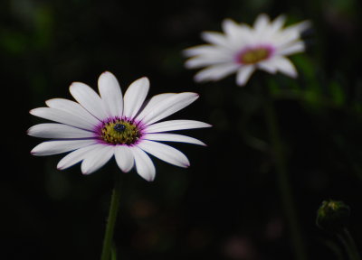 Daisies on the double