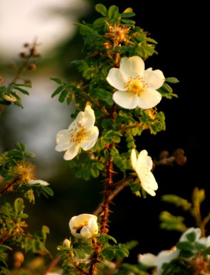 Dog Roses with bee