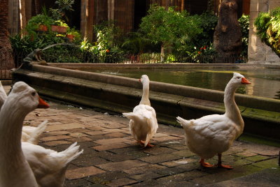 Catedral Geese