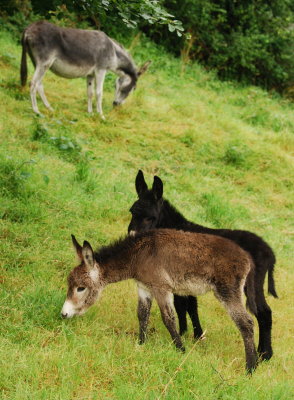 Donkey family