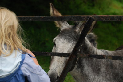 Shooting the donkey