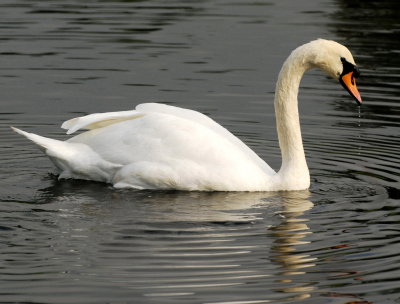 I saw a swan .........