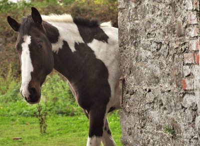 Peeping horse