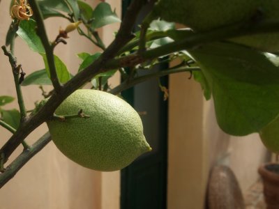 Lemon