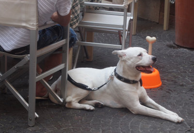 Canine diners welcome