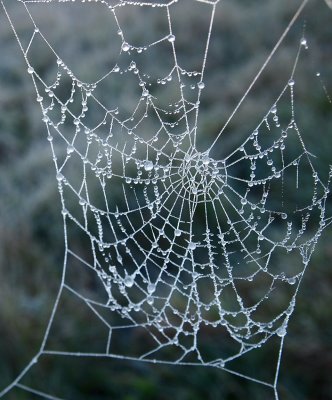 Winter Weaves Her Web