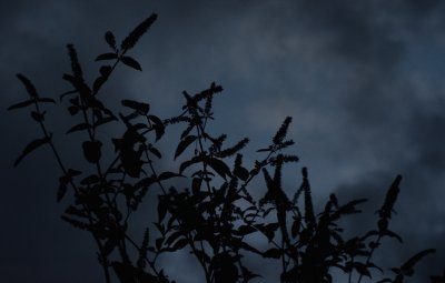 Almost Dark