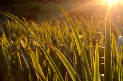 Fields of Gold