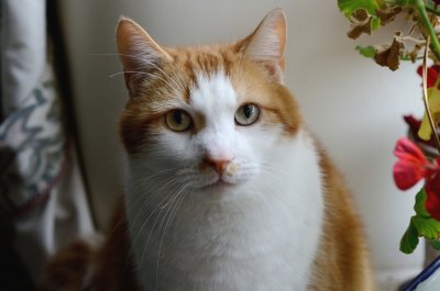 Rainy Day Toffee
