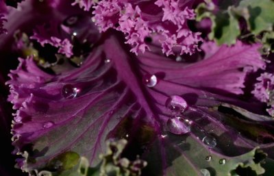 Diamonds for the Winter Cabbage.