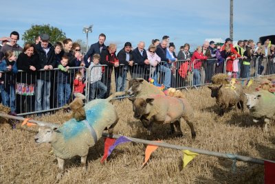 Wooly Jumpers