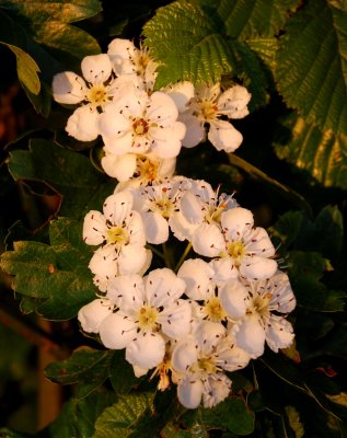 Hawthorn
