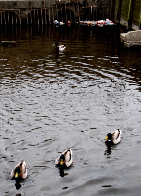 Ducks in  a rubbish filled river