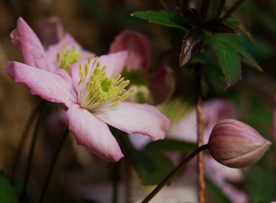 Pink Clematis