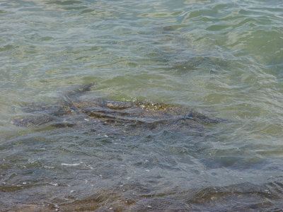 sea turtles at random North Shore beach