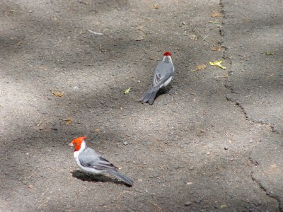 cardinals, Wiamea Valley Nature Center