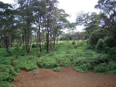 Giraffe Center