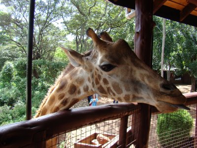Rothschild Giraffe at the Giraffe Center