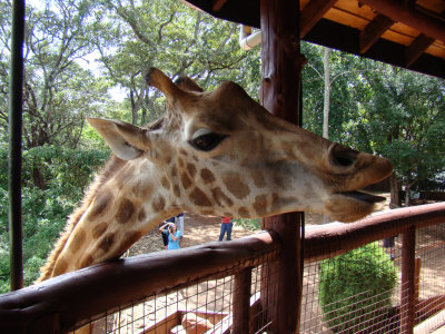 Rothschild Giraffe at the Giraffe Center