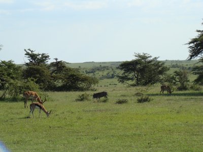 gazelles and warthogs (game drive #1)