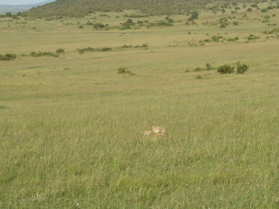 female cheetah and 2 cubs (game drive #2)