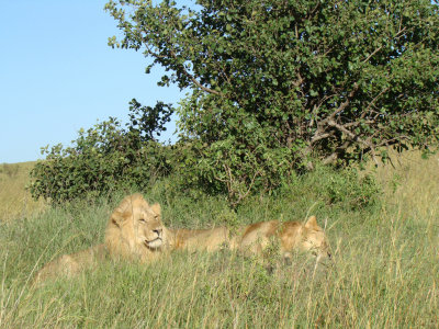 2 male lions (game drive #2)