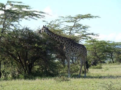 Maasai giraffes (game drive #2)