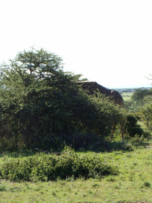 Maasai giraffes (game drive #2)