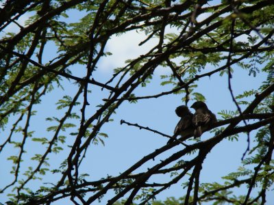 birds in acacia, from the dining room