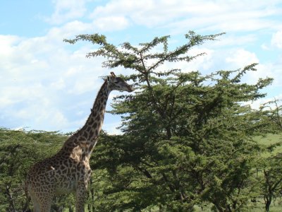 Maasai giraffe (game drive #3)