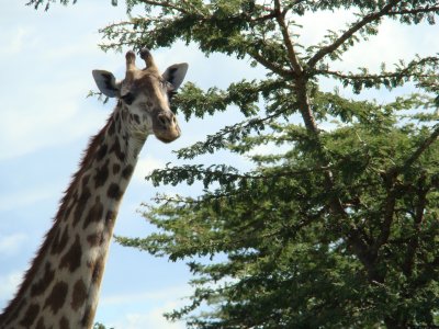 Maasai giraffe (game drive #3)