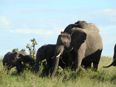 big elephant family (game drive #3)