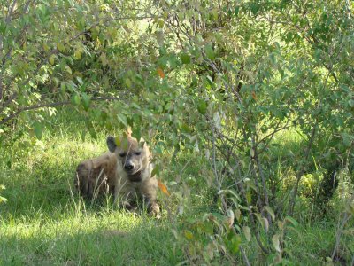 spotted hyena with radio collar (game drive #3)