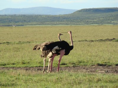 ostriches (game drive #3)