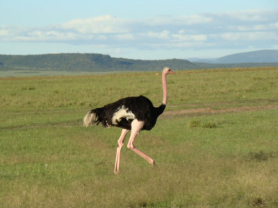 ostrich (game drive #3)