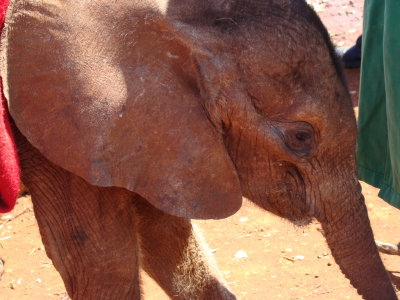 wee baby elephant